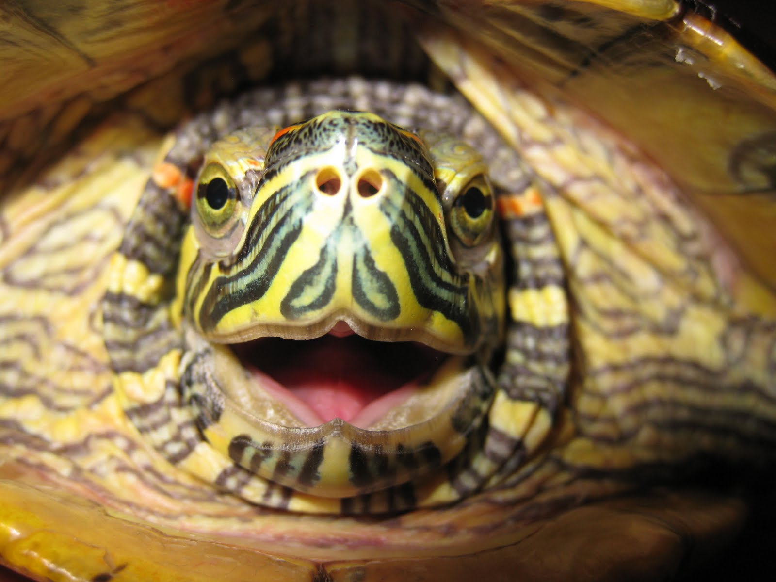 Leisha's Random Thoughts & Ponderings: Moods of the red eared slider