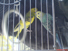 My loving birds: Lily and Jack