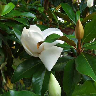 3 Stages Of Magnolia Flowers and Buds