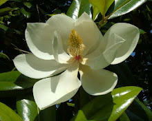 Magnolia Grandilflora