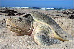 A causa de contaminantes especies como la tortuga mueren constantemente