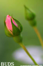 BUDS