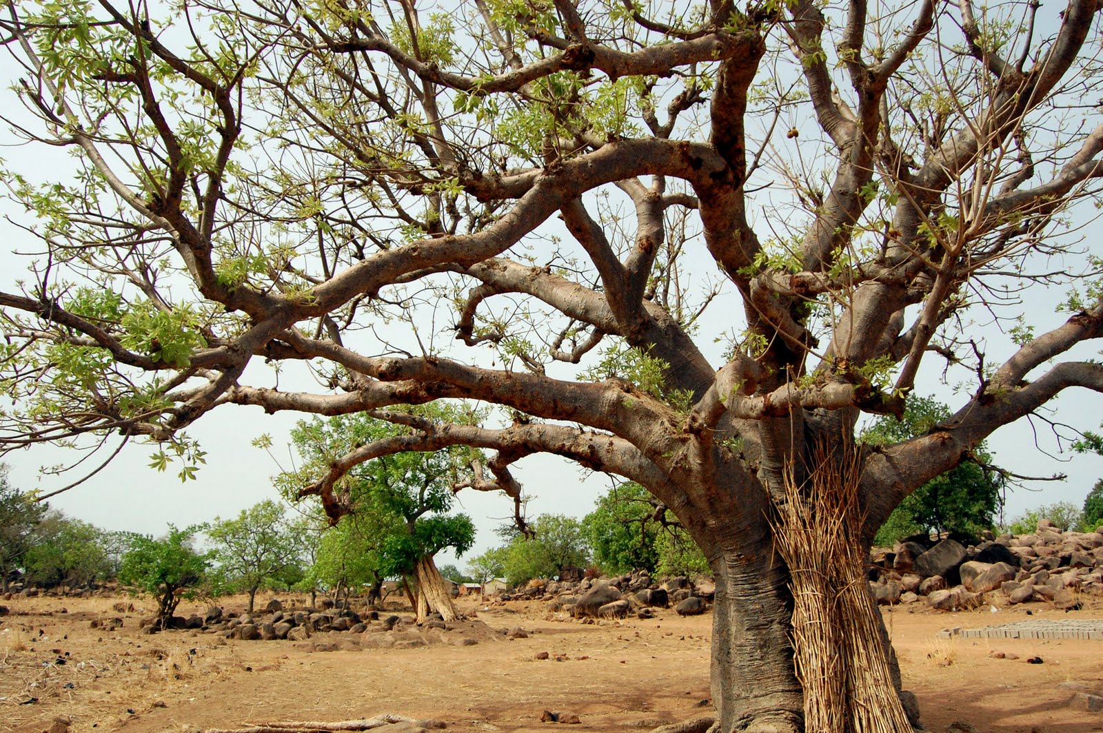 An Amateur Aperture: Assorted Tamale and Bolgatanga, Upper East Region ...