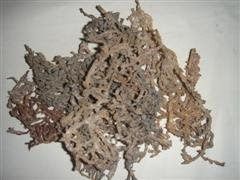 Rumput Laut Asal Bau-Bau