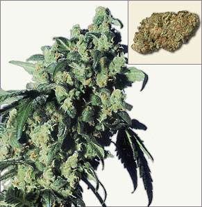 Sementes de Skunk