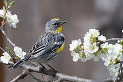 (Audubon's) Yellow-Rumped Warbler