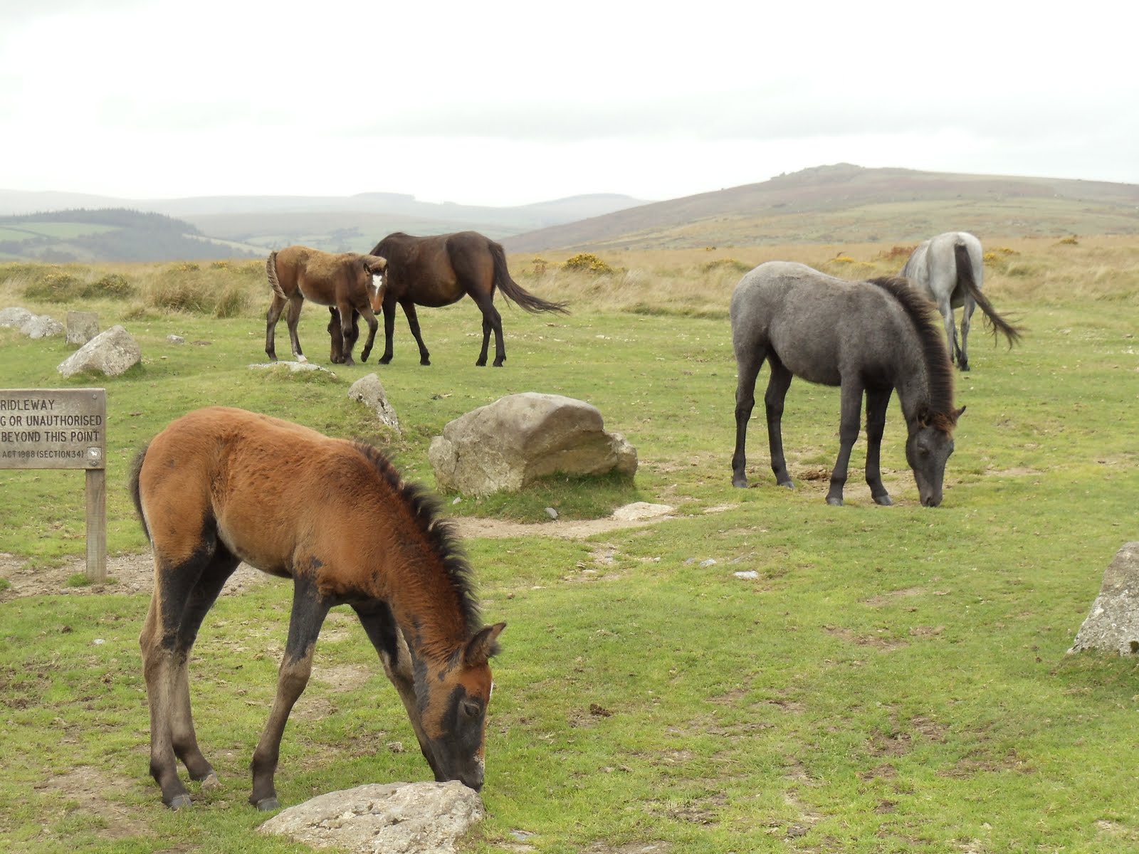 MidWestHorse Blog Dartmoor National Park, Devon, England, Dartmoor