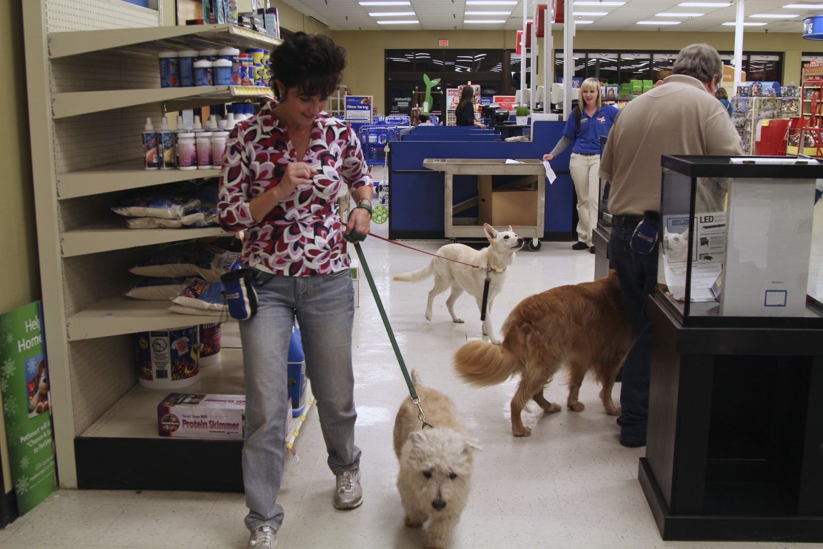 Living the Life of Winston! Getting ready for Therapy Dog International (TDI) Test