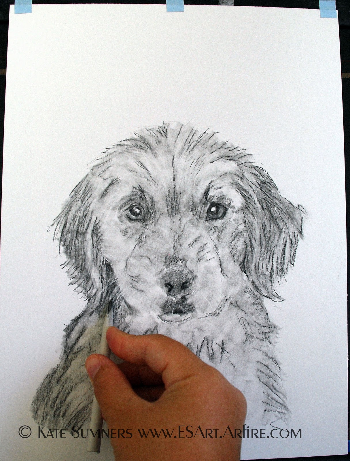 Endless Sumners Art How To Draw a Dog with Charcoal Pencil