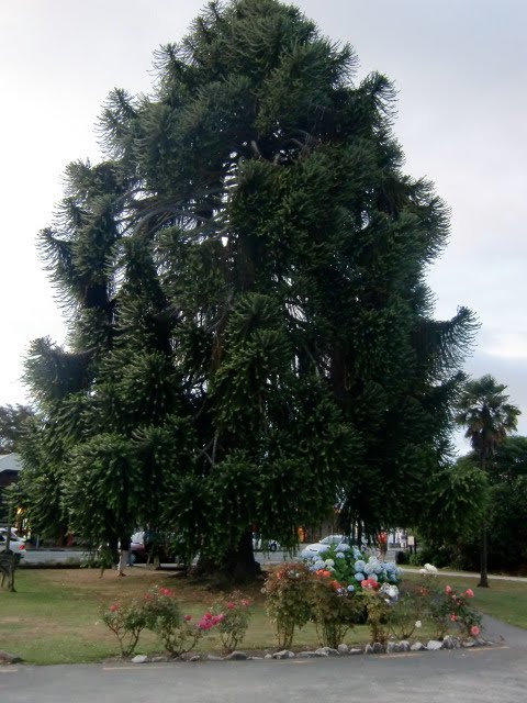BunyaBunya Tree