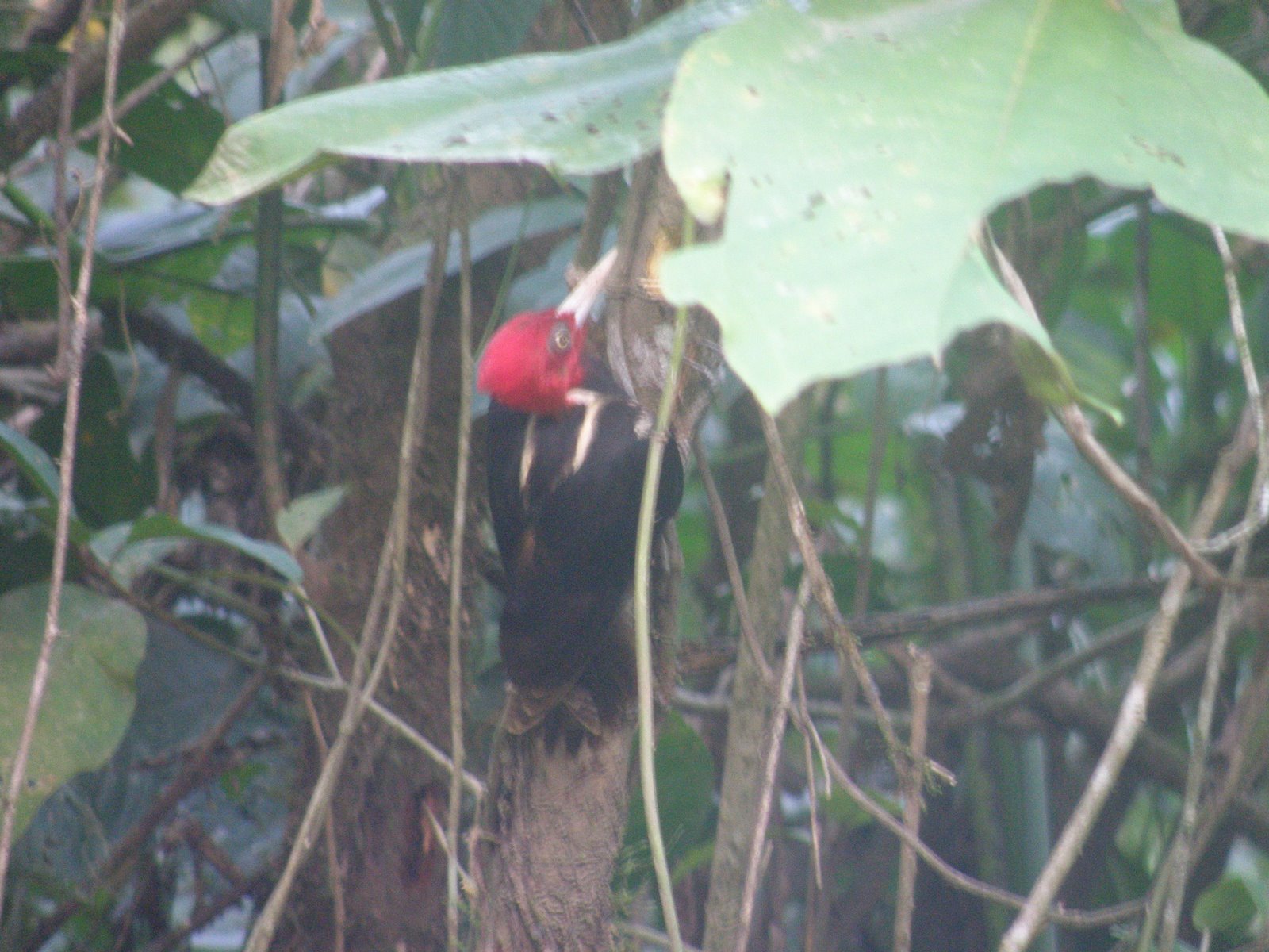 [pbwoodpecker.JPG]