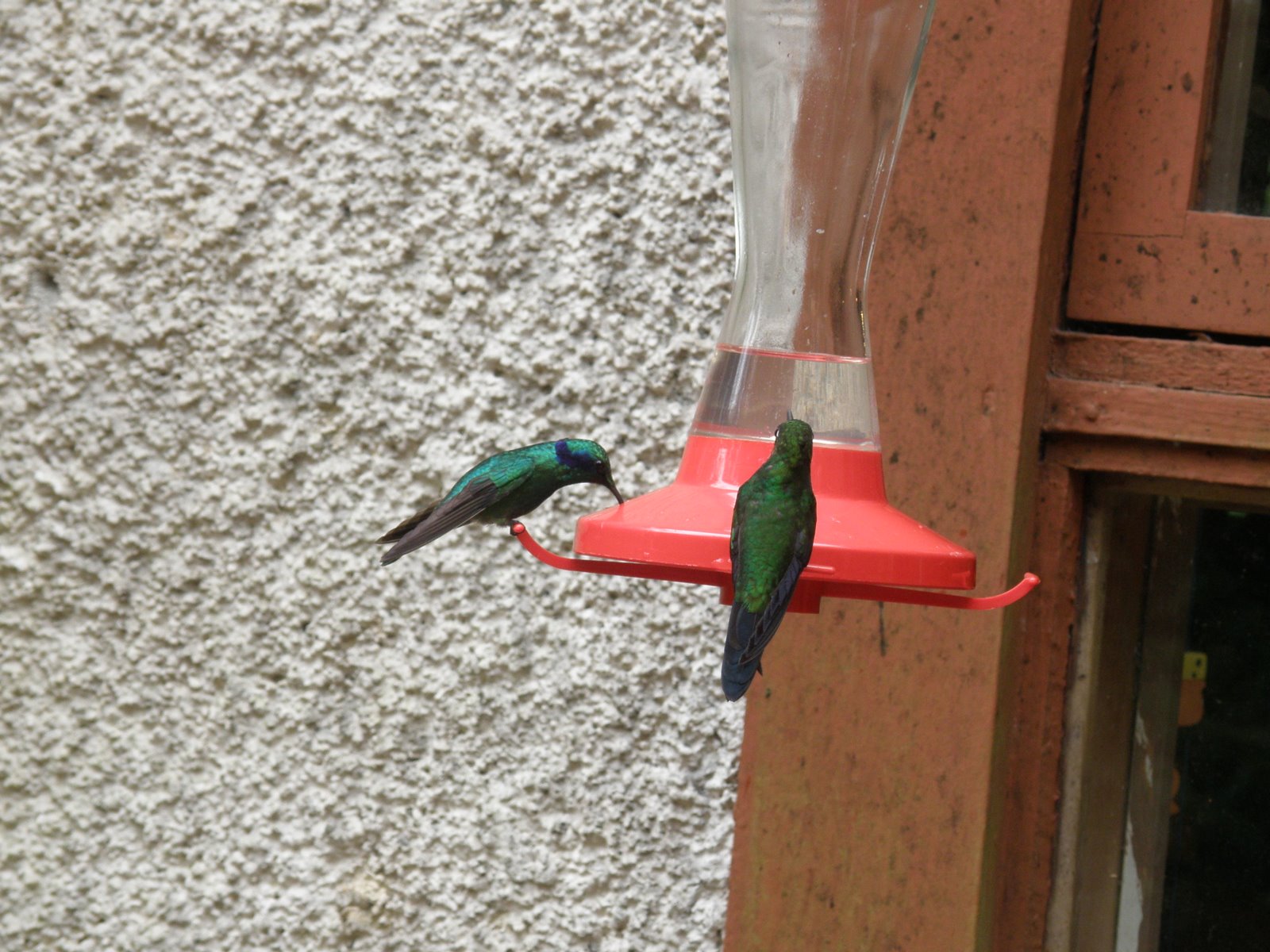 [Green+humm.JPG]