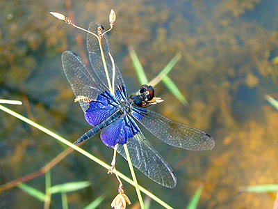 Dragonfly, Rhyothemis triangularis
