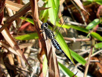 Dragonfly, Acisoma panorpoides