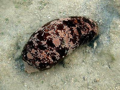 stonefish sea cucumber, Actinopyga lecanora