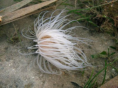 peacock anemone, Order Ceriantharia