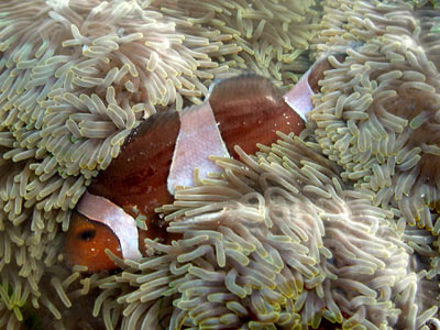 carpet anemone, Stichodactyla gigantea, with clownfish, Amphiprion ocellaris