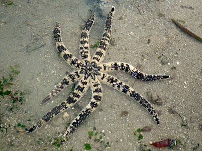 Eight-armed Luidia Sea Star (Luidia maculata)