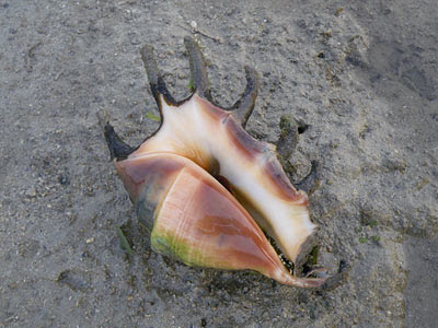 Spider Conch (Lambis lambis)