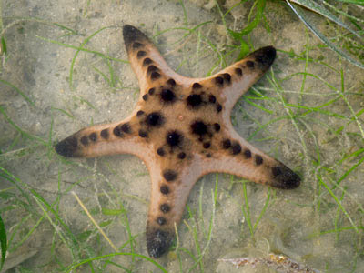 Knobbly Sea Star (Protoreaster nodosus)