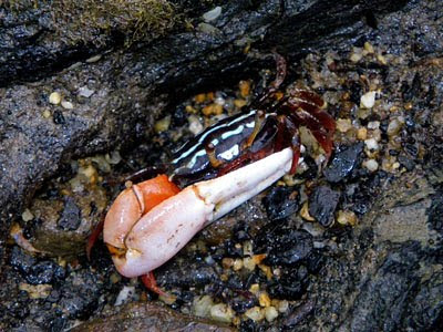 Porcelain Fiddler Crab (Uca annulipes)