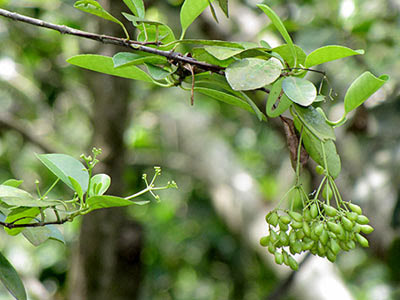 Barat-barat (Cassine viburnifolia)