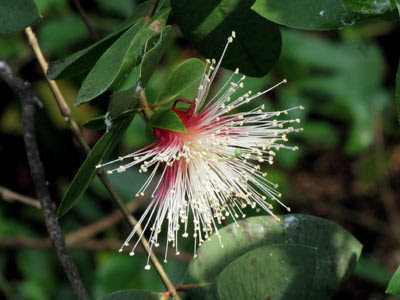 Berembang (Sonneratia caseolaris) Flower