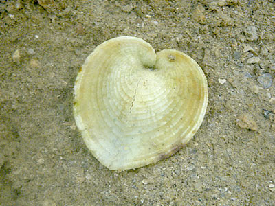 Heart Cockle (Corculum cardissa)