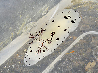 Funeral nudibranch (Jorunna funebris)