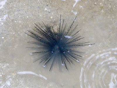 Black Long-spined Sea Urchin (Diadema setosum)