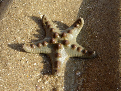 Horned sea star, Protoreaster nodosus