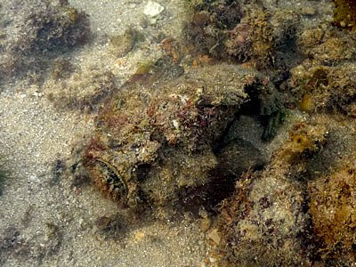 Stonefish, Synanceia horrida