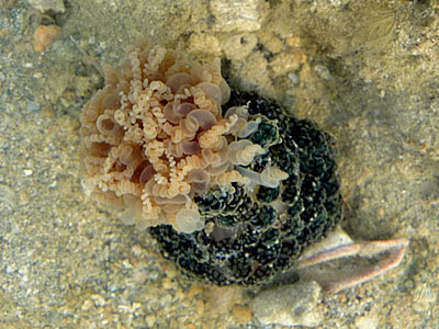 Sea anemone from the family Aliciidae
