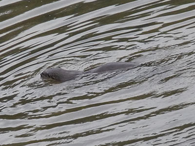Smooth otter, Lutrogale perspicillata