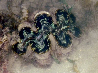Fluted giant clam, Tridacna squamosa