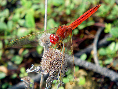 Dragonfly (Crocothemis servilia)