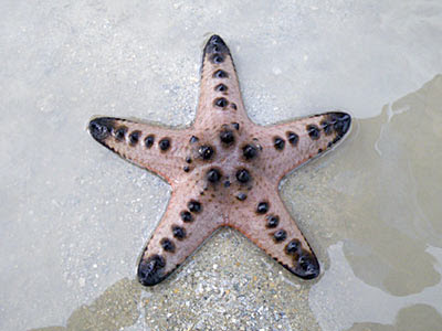 Knobbly sea star (Protoreaster nodosus)