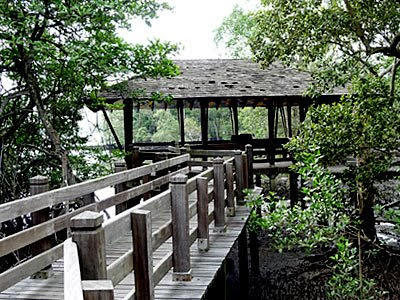Mangrove Boardwalk at Sungei Buloh