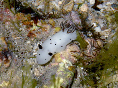 Funeral nudibranch (Jorunna funebris)