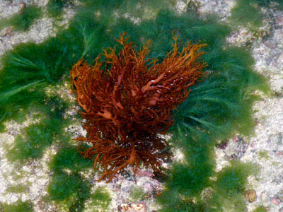 Halymenia red algae