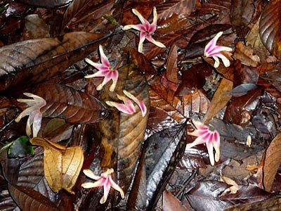 Keruing (Dipterocarpus caudatus) flowers