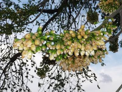 Kapok tree (Ceiba pentandra) flowers