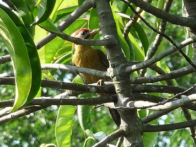 Laced Woodpecker (Picus vittatus)