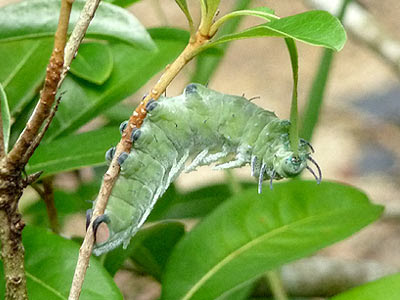 Atlas Moth Caterpillar (Attacus atlas)