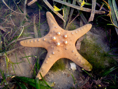 Knobbly Sea Star (Protorester nodosus)