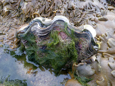 Maxima Giant Clam (Tridacna maxima)