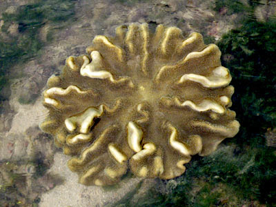  Lobed Leather Coral (Lobophytum sp.)