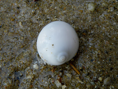 Moon Snail (Polinices mammatus)