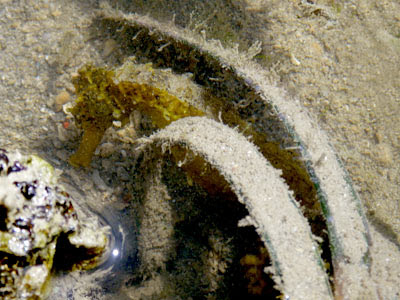 Tigertail Seahorse (Hippocampus comes)