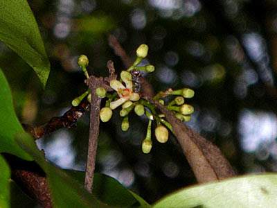 Nyireh Batu (Xylocarpus moluccensis)